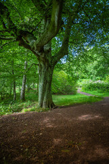 Fototapeta premium Old Beech trees in wooded area
