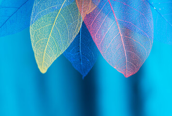 Obraz premium Macro skeleton leaves close up background texture