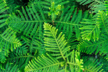 Background Pattern of Araucaria Luxurians plant leaves. Endangered plants.
