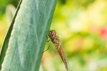 Yellow winged darter dragonfly close up isolated outdoors in the wild with bokeh green nature backdrop.