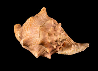 Sea shell isolated on a black background. Beautiful seashell