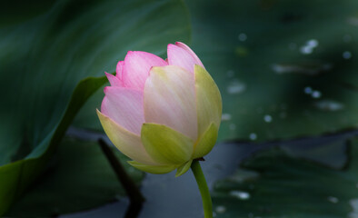 Lotuses