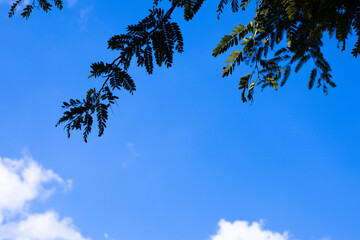 Bright blue sky, white clouds