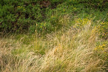 Tall Grass and wild Gorse