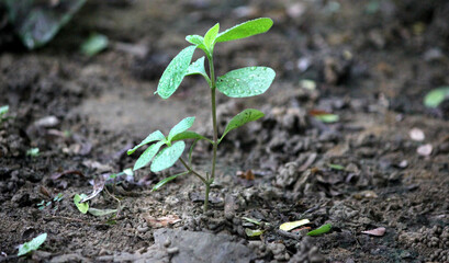 new life in the garden.