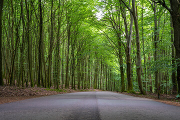 Obraz premium Amazing lush and green summer forest in Soderasen national park, Scania southern Sweden. Woodland photography