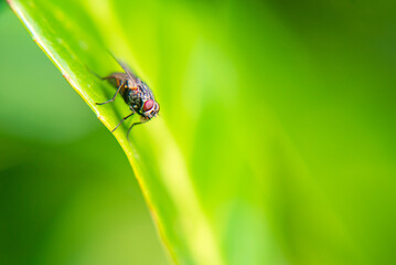 fly on a blurred green leaf. type of insect