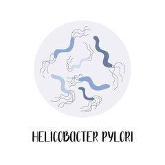 Helicobacter pylori or Campylobacter pylori. Gram-negative, spiral bacteria. Morphology. Microbiology. Vector flat illustration - 367825186