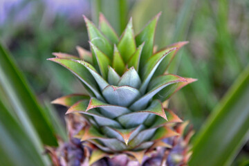 close up of a pineapple