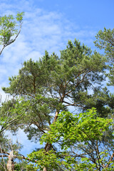 Trees and sky