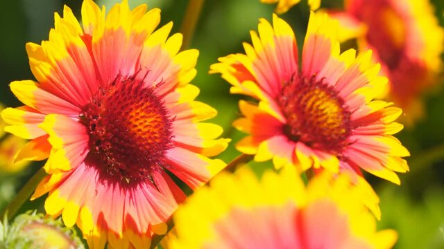 Red and yellow gaillardia flowers in the garden on the bed slightly swaying in the wind. Gaillardia pulchella. Selective focus