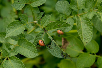 Colorado potato beetle larva eats potato leafs.