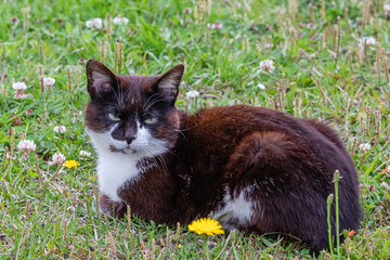 Naklejka na ściany i meble black and white cat in the grass