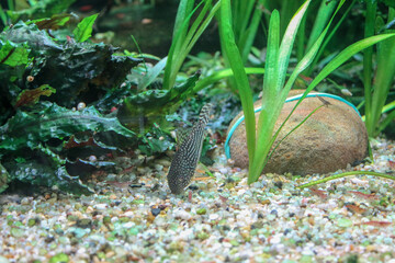Peixe