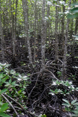 The roots of mangrove trees close-up after low tide.