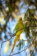 Parrot a green-yellow sits on a coniferous tree branch