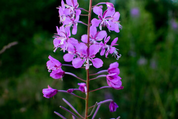 purple flowers in the garden