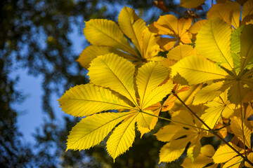 Allphotokz Gorkiypark 20191026 4609 D810 S