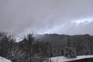 snow covered trees