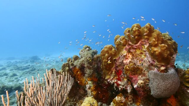 Seascape in turquoise water of coral reef in Caribbean Sea / Curacao with fish, coral and sponge 
