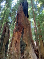 old tree trunk