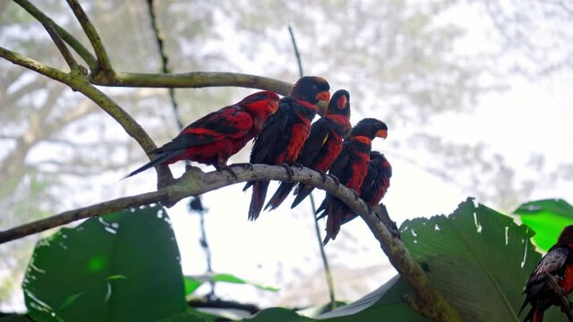 Group of parrots lory with blue and black feathers seated on a tree branch