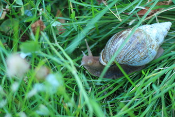 snail on the grass