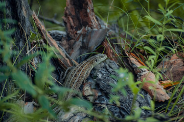 The sand lizard (Lacerta agilis) on a wooden beam in the grass. Green lizard close up.