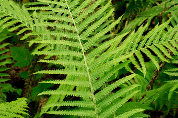 Beautiful ferns leaves green foliage natural floral fern background in sunlight.