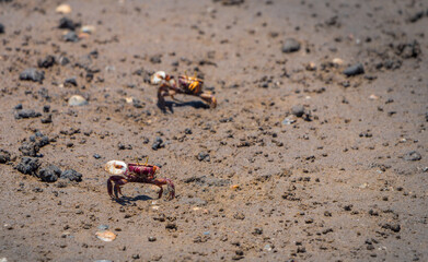 Uca Tangeri Fiddler crab at mating time