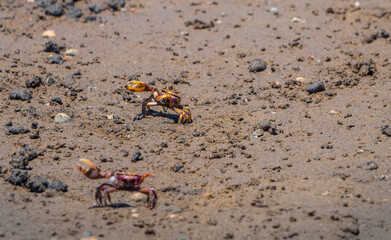 Uca Tangeri Fiddler crab at mating time