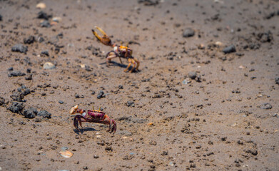 Uca Tangeri Fiddler crab at mating time