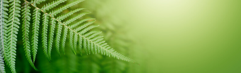 Fern leaf  in tropical forest plants. Nature green background.