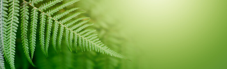 Fern leaf  in tropical forest plants. Nature green background.