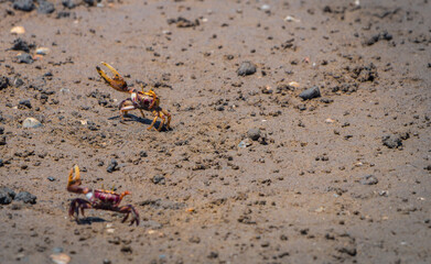 Fototapeta na wymiar Uca Tangeri Fiddler crab at mating time