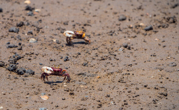 Uca Tangeri Fiddler crab at mating time