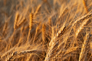 Golden ears of barley, summer in the harvest season, in the fields of Russia in the Rostov region. Dry yellow grains close up