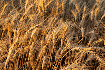 Golden ears of barley, summer in the harvest season, in the fields of Russia in the Rostov region. Dry yellow grains close up