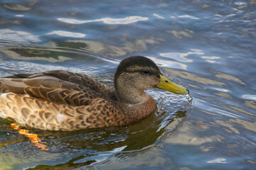 Juvenile Mallard Duck