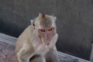 portrait the monkey
