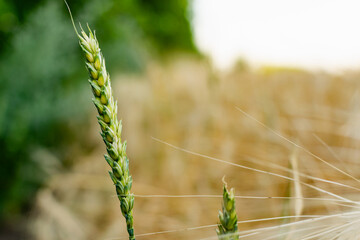 Golden ears of barley, summer in the harvest season, in the fields of Russia in the Rostov region. Dry yellow grains close up