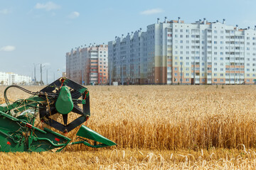 The combine harvests ripe wheat in the grain field.