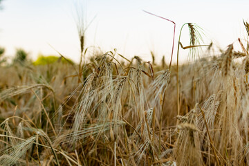 Golden ears of barley, summer in the harvest season, in the fields of Russia in the Rostov region. Dry yellow grains close up