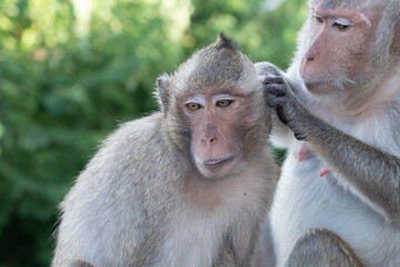 the monkey finding something