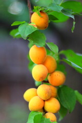 Apricot on a branch