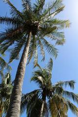Fototapeta na wymiar Tall Tropical Palm Trees Sky