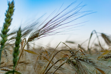 Golden ears of barley, summer in the harvest season, in the fields of Russia in the Rostov region. Dry yellow grains close up