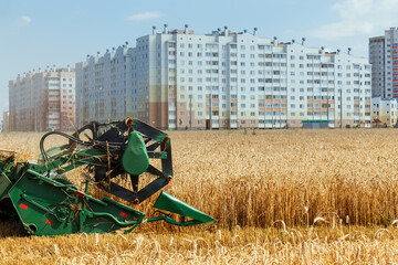 The combine harvests ripe wheat in the grain field.