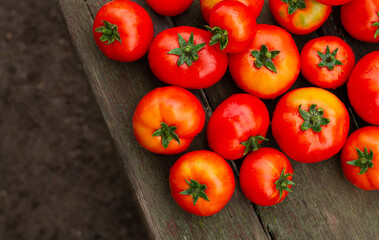 Fresh organic tomatoes from farm on rustic wooden table