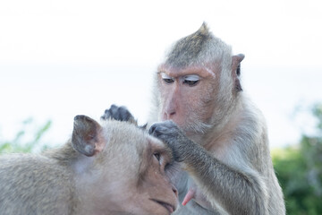 the monkey finding something